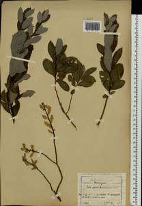 Salix starkeana × rosmarinifolia, Восточная Европа, Центральный район (E4) (Россия)
