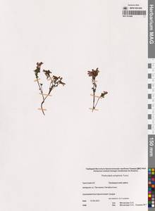 Мытник прелестный Adams ex Steven, Сибирь, Чукотка и Камчатка (S7) (Россия)