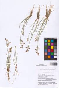 Ситник членистый L., Восточная Европа, Центральный лесостепной район (E6) (Россия)