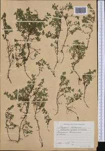 Thymus praecox subsp. polytrichus (A.Kern. ex Borbás) Jalas, Западная Европа (EUR) (Болгария)