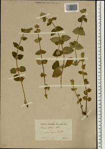 Ballota saxatilis subsp. saxatilis, Зарубежная Азия (ASIA) (Турция)