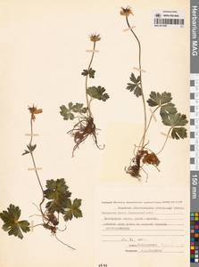 Купальница бумажночашелистиковая Schipcz., Сибирь, Чукотка и Камчатка (S7) (Россия)