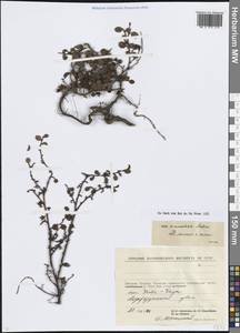 Ива монетовидная Andersson, Сибирь, Чукотка и Камчатка (S7) (Россия)