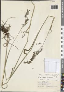 Трясунка средняя L., Кавказ, Северная Осетия, Ингушетия и Чечня (K1c) (Россия)