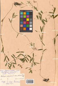 Lathyrus palustris subsp. palustris, Сибирь, Дальний Восток (S6) (Россия)