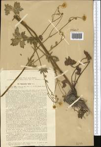 Ranunculus distans Wall. ex Royle, Средняя Азия и Казахстан, Памир и Памиро-Алай (M2) (Узбекистан)
