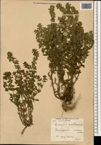 Железница горная L., Кавказ, Черноморское побережье (от Новороссийска до Адлера) (K3) (Россия)