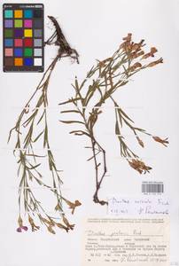 Гвоздика китайская L., Восточная Европа, Восточный район (E10) (Россия)