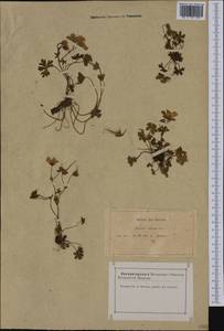 Geranium cinereum Cav., Западная Европа (EUR) (Франция)