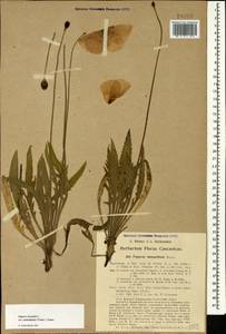 Papaver lateritium subsp. monanthum (Trautv.) Kadereit, Кавказ, Грузия (K4) (Грузия)