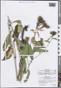 Василек ложнофригийский C.A.Mey., Восточная Европа, Средневолжский район (E8) (Россия)