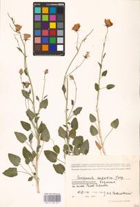 Campanula carpatica Jacq., Восточная Европа, Западно-Украинский район (E13) (Украина)