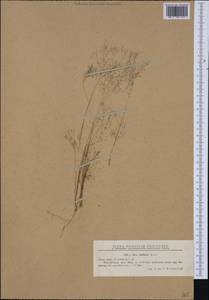 Аира элегантная Willd. ex Roem. & Schult., Западная Европа (EUR) (Румыния)