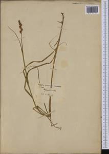 Carex tribuloides Wahlenb., Америка (AMER) (Германия)