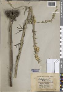 Живокость дваждытройчатая Huth, Средняя Азия и Казахстан, Западный Тянь-Шань и Каратау (M3) (Киргизия)