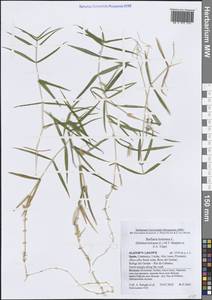 Rabelera holostea (L.) M.T.Sharples & E.A.Tripp, Западная Европа (EUR) (Испания)