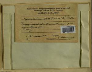 Hylocomium splendens (Hedw.) Schimp., Гербарий мохообразных, Мхи - Центральное Нечерноземье (B6) (Россия)