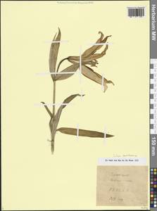 Лилия Совича Fisch. & Avé-Lall., Кавказ, Азербайджан (K6) (Азербайджан)