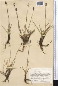 Тимофеевка альпийская L., Средняя Азия и Казахстан, Западный Тянь-Шань и Каратау (M3) (Узбекистан)