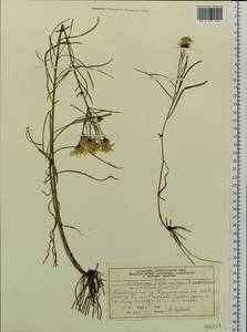 Hieracium umbellatum subsp. umbellatum, Сибирь, Центральная Сибирь (S3) (Россия)