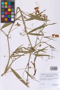 Чина лесная L., Восточная Европа, Московская область и Москва (E4a) (Россия)