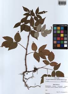 Малина обыкновенная L., Сибирь, Алтай и Саяны (S2) (Россия)