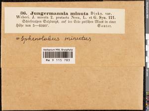 Sphenolobus minutus (Schreb. ex Cranz) Berggr., Гербарий мохообразных, Мхи - Западная Европа (BEu) (Австрия)