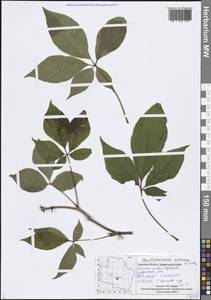 Элеутерококк колючий (Rupr. & Maxim.) Maxim., Восточная Европа, Северо-Западный район (E2) (Россия)