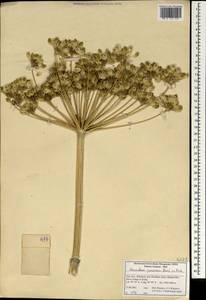 Heracleum persicum Desf., Зарубежная Азия (ASIA) (Иран)