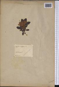 Rhododendron periclymenoides (Michx.) Shinners, Америка (AMER) (Эстония)