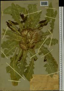 Бодяк съедобный (Siev.) C.A.Mey., Сибирь, Западный (Казахстанский) Алтай (S2a) (Казахстан)