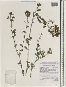 Origanum syriacum L., Зарубежная Азия (ASIA) (Израиль)