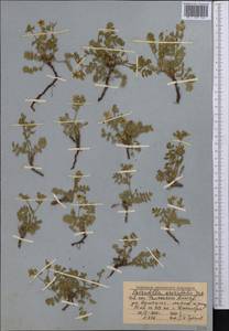 Sibbaldianthe orientalis (Soják) Mosyakin & Shiyan, Средняя Азия и Казахстан, Западный Тянь-Шань и Каратау (M3) (Киргизия)