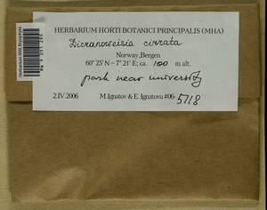 Dicranoweisia cirrata (Hedw.) Lindb. ex Milde, Гербарий мохообразных, Мхи - Западная Европа (BEu) (Норвегия)