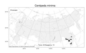 Centipeda minima, Стоножка малая (L.) A. Br. & Asch., Атлас флоры России (FLORUS) (Россия)
