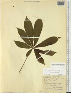 Schefflera digitata J. R. Forst. & G. Forst., Австралия и Океания (AUSTR) (Новая Зеландия)
