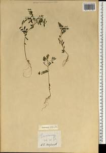 Magnoliopsida, Зарубежная Азия (ASIA) (Сингапур)