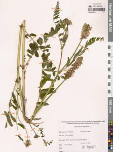 Астрагал болотный L., Сибирь, Чукотка и Камчатка (S7) (Россия)