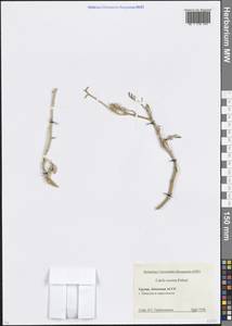 Морская горчица черноморская (Pobed.) Nyár., Кавказ, Абхазия (K4a) (Абхазия)