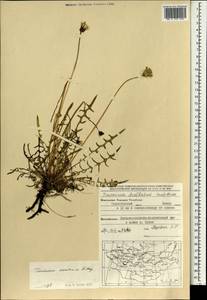 Одуванчик китайский Kitag., Монголия (MONG) (Монголия)