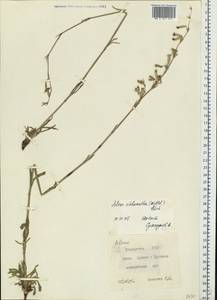 Смолевка зеленоцветковая (Willd.) Ehrh., Восточная Европа, Восточный район (E10) (Россия)