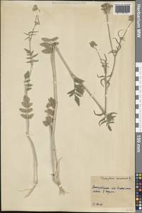 Тордилиум большой, Тордилиум крупный L., Крым (KRYM) (Россия)