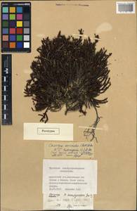 Cassiope ×anadyrensis Jurtzev, Сибирь, Чукотка и Камчатка (S7) (Россия)