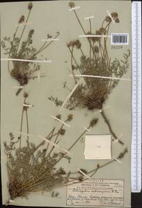 Астрагал стрелковый M. Popov ex A.G. Borisova, Средняя Азия и Казахстан, Западный Тянь-Шань и Каратау (M3) (Казахстан)