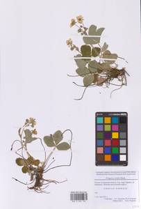 Земляника зеленая, Полуница Duchesne, Восточная Европа, Московская область и Москва (E4a) (Россия)