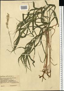 Перловник высокий L., Восточная Европа, Южно-Украинский район (E12) (Украина)