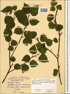 Betula pubescens var. litwinowii (Doluch.) Ashburner & McAll., Кавказ, Северная Осетия, Ингушетия и Чечня (K1c) (Россия)