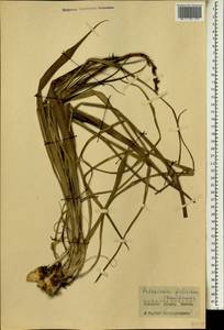 Pitcairnia feliciana (A.Chev.) Harms & Mildbr., Африка (AFR) (Гвинея)