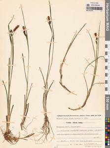 Осока водная малая Boott, Сибирь, Чукотка и Камчатка (S7) (Россия)