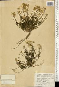 Пупавка белоснежнейшая Willd. ex Spreng., Кавказ, Армения (K5) (Армения)